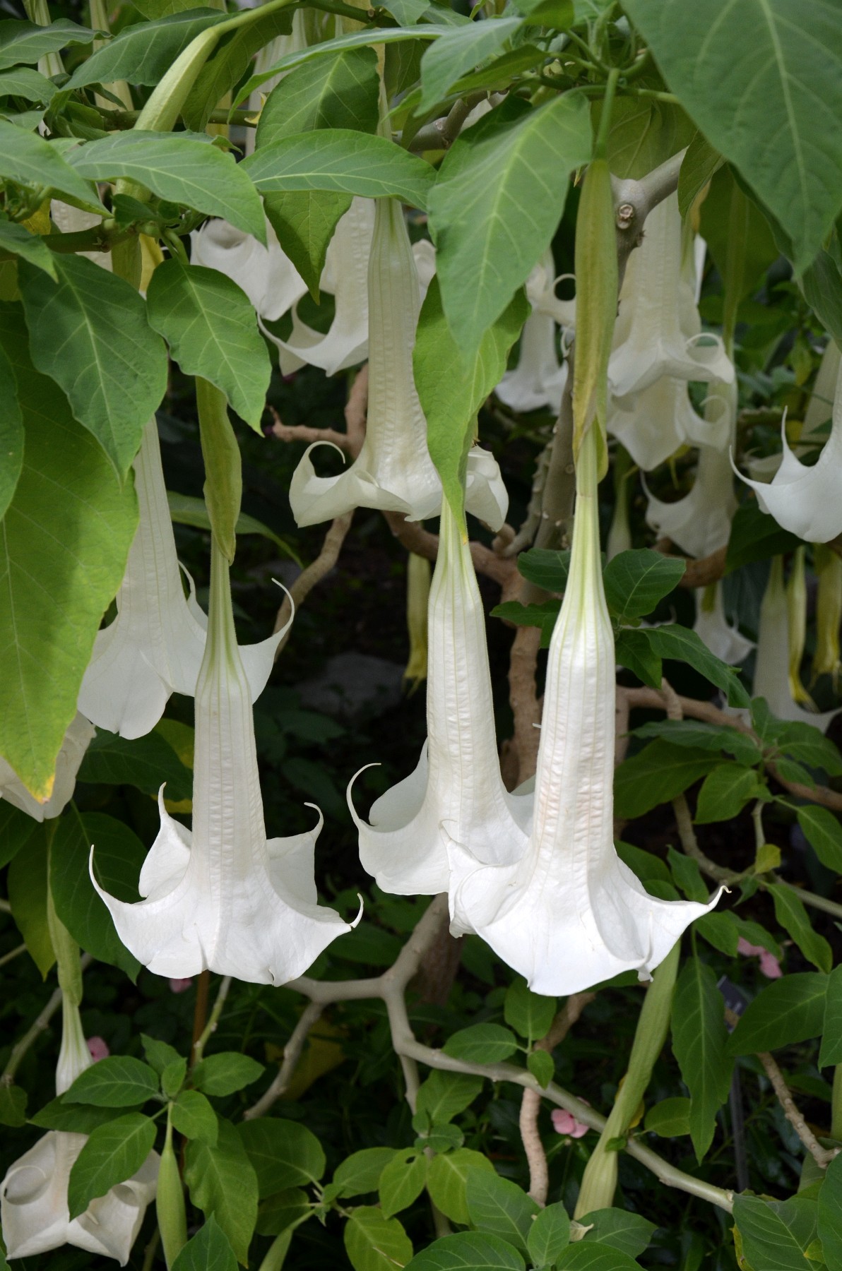 Medicinal Plants